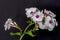 Single isolated stem of withe pink phlox with blossoms, buds and stem