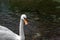 A single isolated white Swan on the River Lathkill, Peak District, Derbyshire