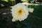Single ivory white flower of rose