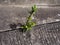 Single ivy based plant growing out of urban concrete