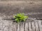 Single ivy based plant growing out of urban concrete