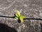 Single ivy based plant growing out of urban concrete