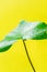 Single Ivy Green Leaf on Yellow Background. Bright Highlights Sunlight Leak. Botanical Foliage Banner Poster. Fashion Traveling