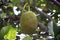 A single jackfruit on a branch