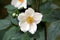 Single Japanese anemone or Anemone hupehensis flowering plant with open flower containing white sepals next to closed flower buds