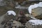 Single Japanese macaque or snow monkey, Macaca fuscata , showing red face sitting on rocls covered in snow and looking right wi