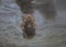 Single Japanese macaque or snow monkey, Macaca fuscata , sitting in clear water in hot spring, one hand visible in water, other