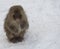 Single Japanese macaque or snow monkey, Macaca fuscata , sitting in snow with snow on hands. looking at camera with sad eyes. J