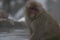 Single Japanese macaque or snow monkeys, Macaca fuscata , sitting on rock of hot spring, with snow on his mouth and looking at