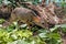 Single Java mouse-deer in a zoological garden terrarium