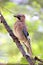 Single Jay bird on a tree branch during a spring nesting period