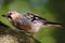 Single Jay bird on a tree branch during a spring nesting period