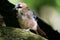 Single Jay bird on a tree branch during a spring nesting period