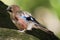 Single Jay bird on a tree branch during a spring nesting period