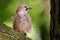 Single Jay bird on a tree branch during a spring nesting period