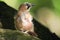 Single Jay bird on a tree branch during a spring nesting period