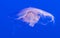 Single jelly fish in deep blue water
