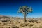 Single Joshua Tree on Clear Day