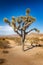 Single Joshua tree in the Joshua Tree National Park, California