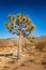 Single Joshua tree in the Joshua Tree National Park, California
