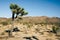 Single Joshua tree in the Joshua Tree National Park, California