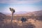 Single Joshua tree in the Joshua Tree National Park, California