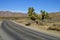 A single joshua tree on the roadside at Joshua Tree National Park, USA