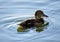 Single juvenile Mallard duck bird nestling - latin Anas platyrhynchos - on a water surface during the spring mating season in