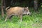 Single juvenile Wild boar in a forest during summer season