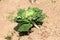 Single Kale or Leaf cabbage hardy annual green vegetable plant left growing in local garden surrounded with dry soil on warm sunny