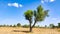 Single Khejari (Prosopis Cineraria) in the desert field with blue sky