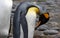 Single king penguin close up in South Georgia Antarctica