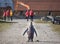 Single king penguin and cruise tourist in Grytviken, South Georgia