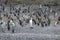 Single King penguin with many magellanic peguins