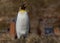 Single king penguin with profile to the right