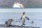 single king penguin in South Georgia posing in front of the ocean