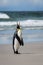 Single King Penguin standing on a sandy beach standing tall calling for its mate, against an ocean and sky background, Falkland Is