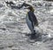 Single king penguin stands in surf in South Georgia