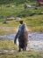 Single king penguin walking on path in Grytviken, South Georgia