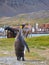 Single king penguin walking on path in Grytviken, South Georgia