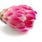 Single King Protea flower