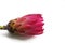 Single King Protea flower