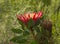 Single King Protea, Protea cynaroides