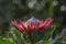 Single King Protea, Protea cynaroides with green leaves