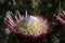 Single King Protea, Protea cynaroides in natural light with green leaves,