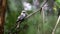 A single kookabura perched on a branch