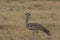 Single Kori bustard, Ardeotis kori, walking to left