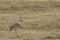 Single Kori bustard, with back to camera