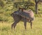 Single kudu bull looking backwards