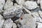 A single ladybug sitting on a gray rough stone